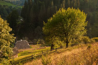 Karpatlar romantik sonbahar manzara. Ağaçlar üst kısımları sarı yapraklarda.