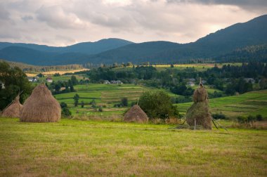 Alan haystacks güneşli gün ile. Kırsal manzara; Hey Ukrayna dağlarda sahasının rulo.