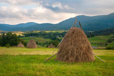 Alan haystacks güneşli gün ile. Kırsal manzara; Hey Ukrayna dağlarda sahasının rulo.