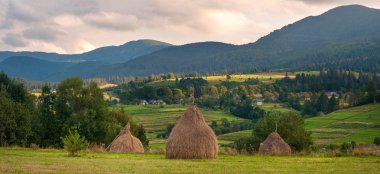 Alan haystacks güneşli gün ile. Kırsal manzara; Hey Ukrayna dağlarda sahasının rulo. 