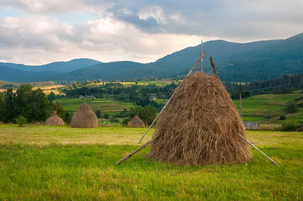 Alan haystacks güneşli gün ile. Kırsal manzara; Hey Ukrayna dağlarda sahasının rulo.