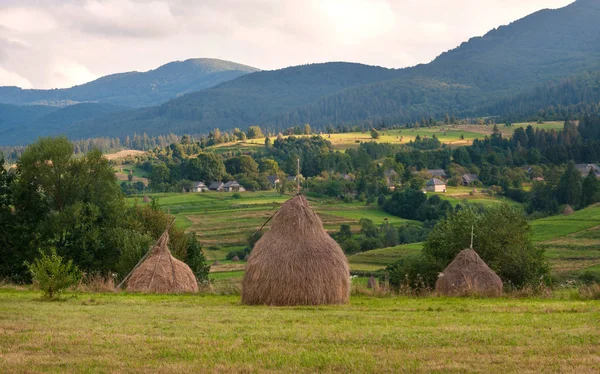 Alan haystacks güneşli gün ile. Kırsal manzara; Hey Ukrayna dağlarda sahasının rulo. 