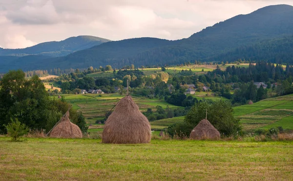 Alan haystacks güneşli gün ile. Kırsal manzara; Hey Ukrayna dağlarda sahasının rulo. 