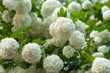 Çin snowball Kartopu çiçeği çiçek başları karlı. Yaz bahçesinde güzel beyaz çiçek çiçeklenme. 