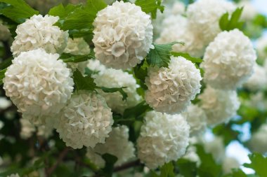 Çin snowball Kartopu çiçeği çiçek başları karlı. Yaz bahçesinde güzel beyaz çiçek çiçeklenme. 
