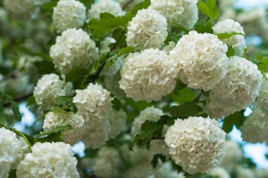 Çin snowball Kartopu çiçeği çiçek başları karlı. Yaz bahçesinde güzel beyaz çiçek çiçeklenme. 