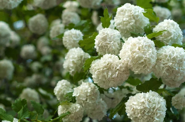 Kinesiska snöboll viburnum blomma huvuden är snöiga. Blommar med vackra vita blommor i trädgården. — Stockfoto