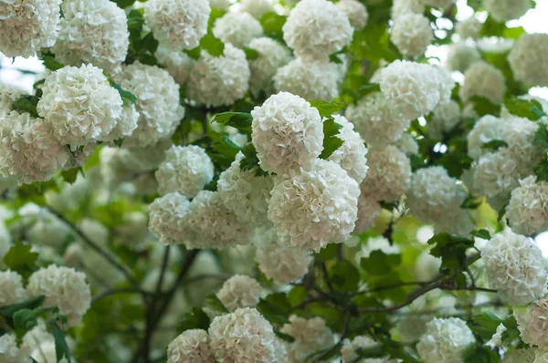 Chinese sneeuwbal viburnum bloemknoppen zijn besneeuwde. Bloei van prachtige witte bloemen in de zomertuin. — Stockfoto