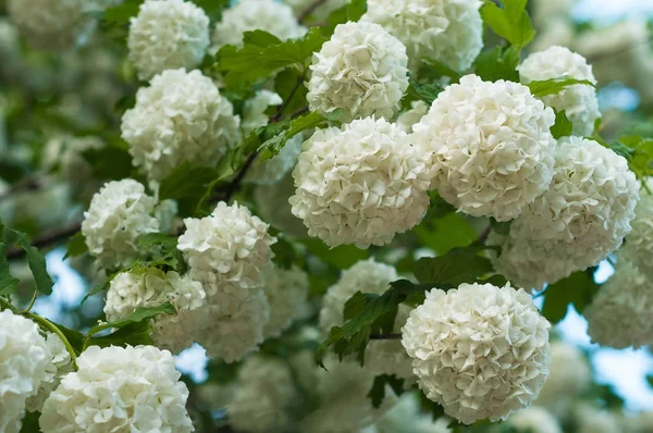 Çin snowball Kartopu çiçeği çiçek başları karlı. Yaz bahçesinde güzel beyaz çiçek çiçeklenme. 