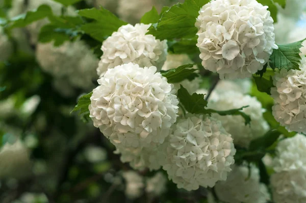 Kinesiska snöboll viburnum blomma huvuden är snöiga. Blommar med vackra vita blommor i trädgården. — Stockfoto