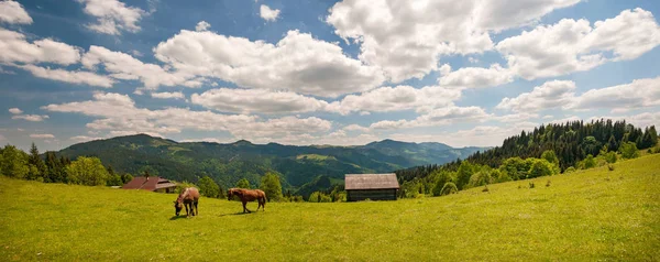 Günbatımı ışınlarının Karpat Dağları, yüksek-arazi mera, at otlatma. 