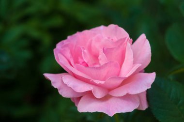 Canlı pembe çiçek bahçesinde gül. 