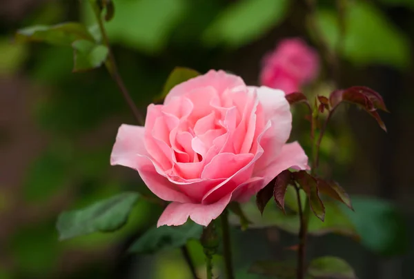 Vibrant pink rose blooming in the garden. — Stock Photo, Image