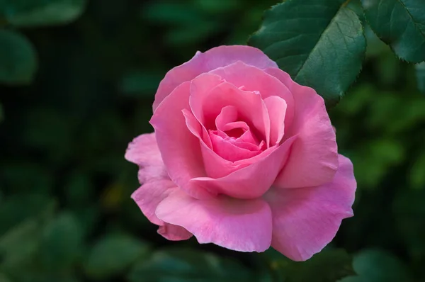 Lebendige rosa Rose blüht im Garten. — Stockfoto