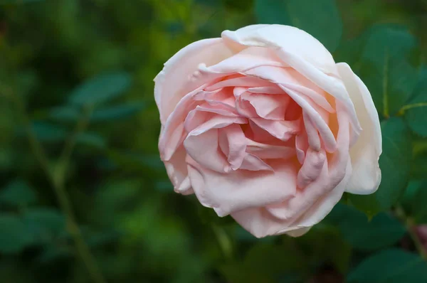 Lebendige rosa Rose blüht im Garten. — Stockfoto