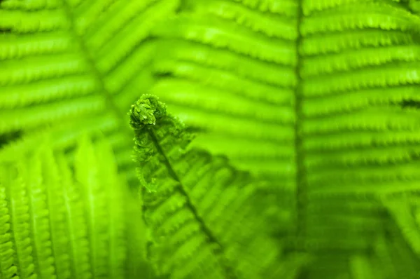 Folhas de samambaia verde fresco no fundo borrão no jardim . — Fotografia de Stock