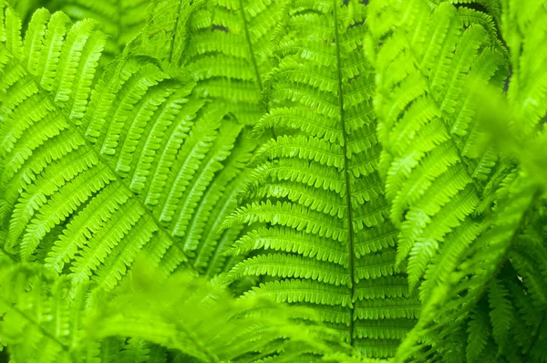 Taze yeşil eğreltiotu yaprakları bulanıklık arka bahçede. 