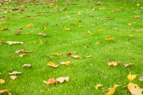 Sabah ışık yeşil bir kırpılmış çim üzerinde akçaağaç yaprakları. Yeşil taze çim. — Stok fotoğraf