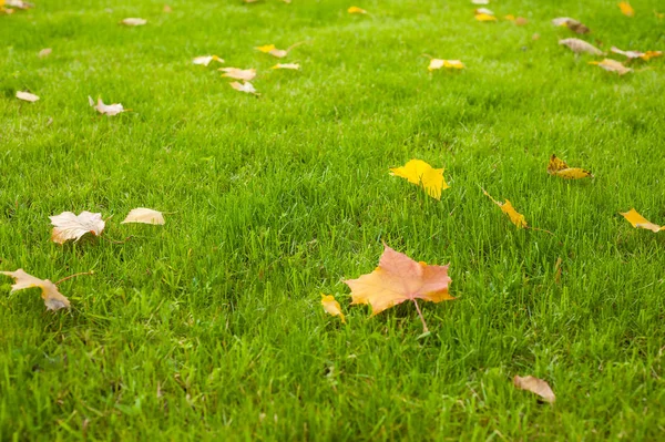 Las hojas de arce en un césped verde recortado en la luz de la mañana. Césped verde fresco . —  Fotos de Stock