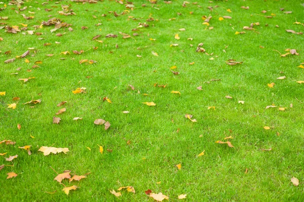 O bordo parte em um gramado cortado verde na luz da manhã. Gramado verde fresco . — Fotografia de Stock