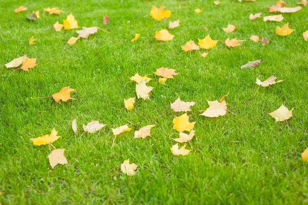 Javorové listy na zelený trávník oříznuté v ranním světle. Svěží zelený trávník. — Stock fotografie