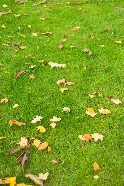Gefallene Ahornblätter auf einem grünen Rasenschnitt im Morgenlicht. — Stockfoto