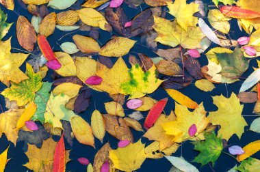 Sonbahar sezonu su yüzeyine düşen renkli yapraklar.
