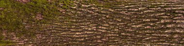 Embossed texture of the bark of oak with green moss. clipart