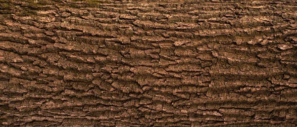 Reliëf textuur van de schors van eik met groene mos. — Stockfoto