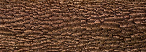 Yeşil yosun ile meşe kabuğu kabartma dokusu.