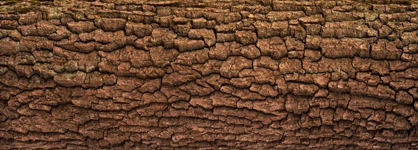 Texture gaufrée de l'écorce de chêne avec mousse verte . — Photo