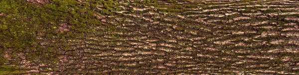 Reliéfní povrch kůry dubu s zeleným mechem. — Stock fotografie