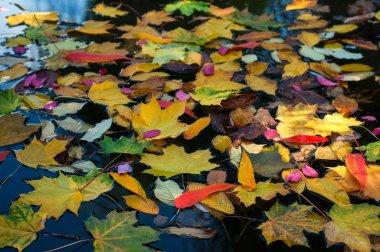 Sonbahar sezonu su yüzeyine düşen renkli yapraklar.