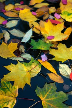 Sonbahar sezonu su yüzeyine düşen renkli yapraklar.