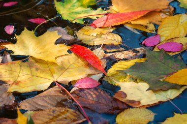 Sonbahar sezonu su yüzeyine düşen renkli yapraklar.
