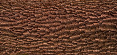 Yeşil yosun ile meşe kabuğu kabartma dokusu.