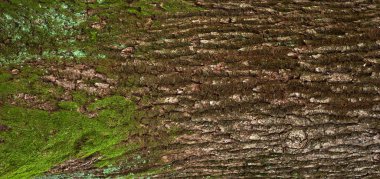 Yeşil yosun ile meşe kabuğu kabartma dokusu.