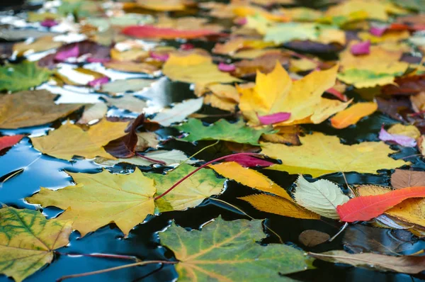 Sonbahar sezonu su yüzeyine düşen renkli yapraklar.