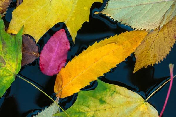 Folhas coloridas caídas sobem na água na temporada de outono . — Fotografia de Stock