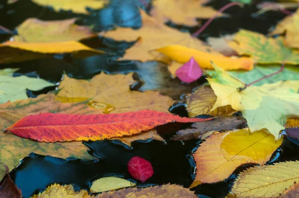 Sonbahar sezonu su yüzeyine düşen renkli yapraklar.