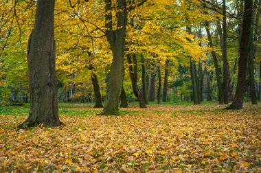 Güzel sarı ağaçlar sonbahar bir park. Sıcak sonbahar günü çarpıcı park sahne. 