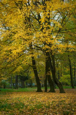 Güzel sarı ağaçlar sonbahar bir park. Sıcak sonbahar günü çarpıcı park sahne. 