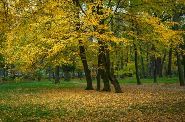 Güzel sarı ağaçlar sonbahar bir park. Sıcak sonbahar günü çarpıcı park sahne. 