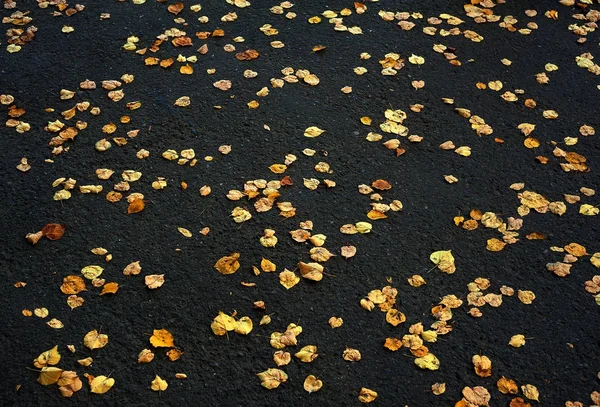 Fallen yellow leaves scattered on the black ground in the autumn day. — Stock Photo, Image
