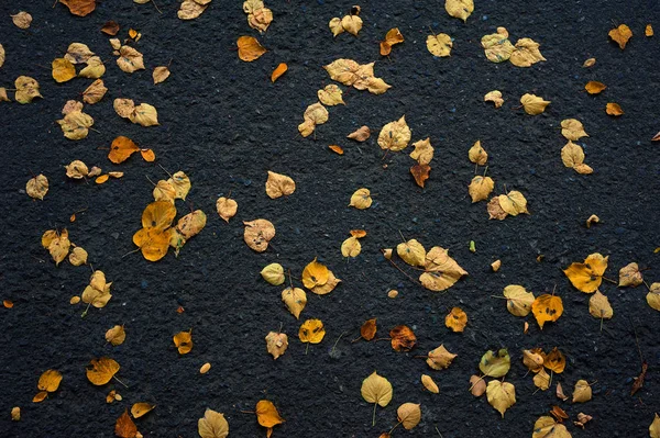 Folhas amarelas caídas espalhadas no chão preto no dia de outono . — Fotografia de Stock