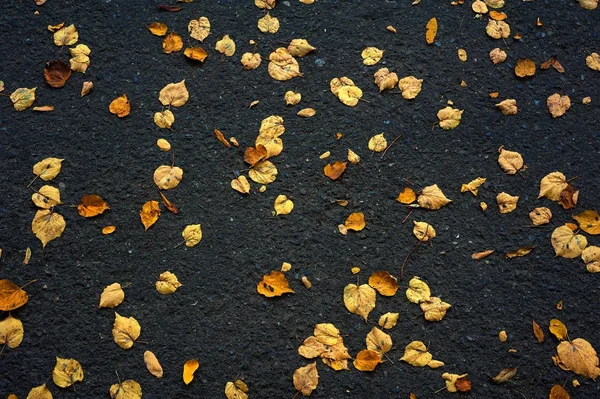 Folhas amarelas caídas espalhadas no chão preto no dia de outono . — Fotografia de Stock