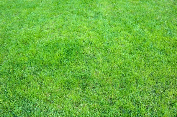 Frischer grüner gepflegter Rasen aus nächster Nähe. abgeschnittenes grünes Gras Hintergrund. — Stockfoto