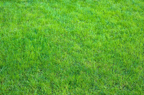 Świeży zielony trawnik wypielęgnowane z bliska. Przycięta zielona trawa tło. — Zdjęcie stockowe