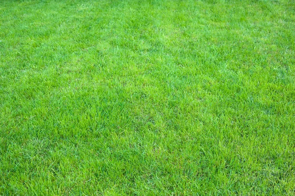 Taze yeşil manikürlü çim kapatın. Kırpılmış yeşil çim arka plan.
