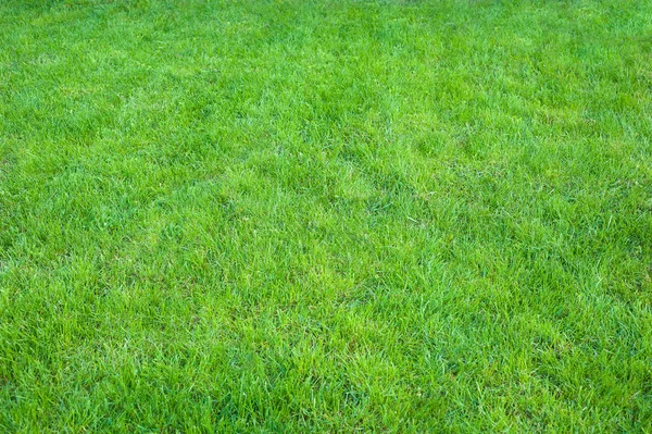 Fresh green manicured lawn close up. Clipped green grass background. Royalty Free Stock Images